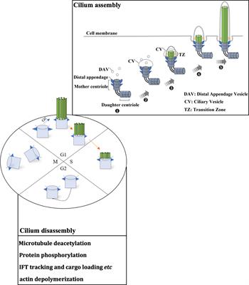 Primary cilium in kidney development, function and disease